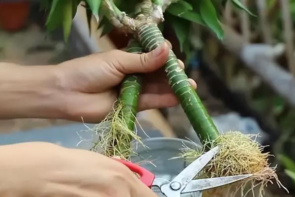 富贵竹叶子发黄如何解决，土壤板结时要换土并施入有机肥