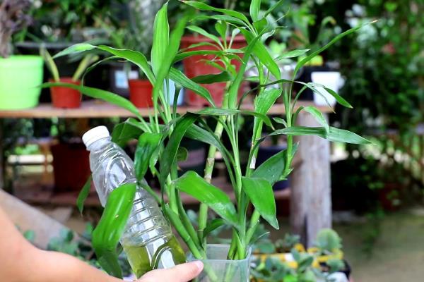 富贵竹叶子发黄如何解决，土壤板结时要换土并施入有机肥