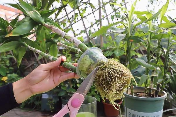 富贵竹叶子发黄如何解决，土壤板结时要换土并施入有机肥