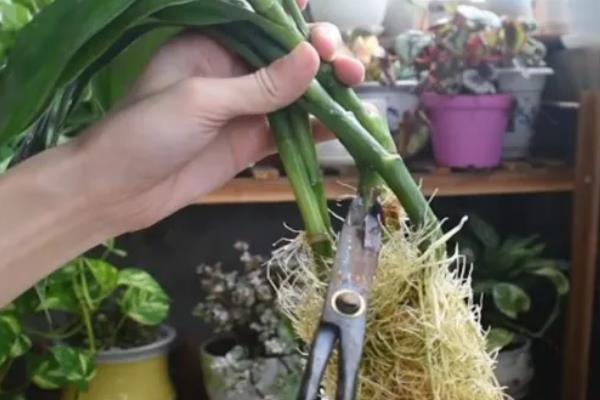 富贵竹叶子发黄如何解决，土壤板结时要换土并施入有机肥