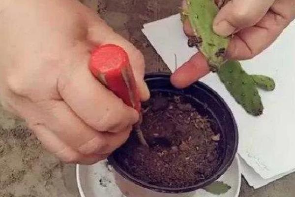 仙人掌烂根如何处理，剪除腐烂部位经过消毒后再重新栽种