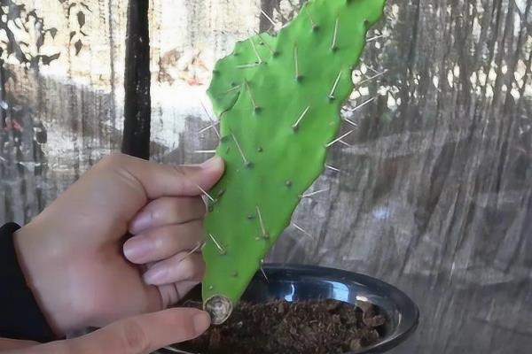 仙人掌烂根如何处理，剪除腐烂部位经过消毒后再重新栽种
