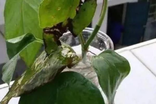 水榕为什么会烂叶，缺少光照、温度和水质不适均会导致