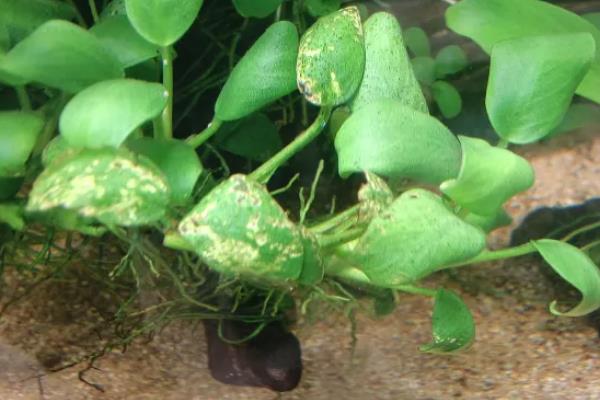 水榕为什么会烂叶，缺少光照、温度和水质不适均会导致