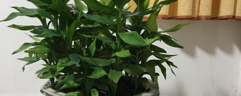 富贵竹叶子发黄如何解决，土壤板结时要换土并施入有机肥