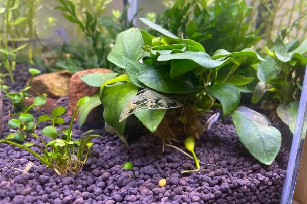 水榕为什么会烂叶，缺少光照、温度和水质不适均会导致