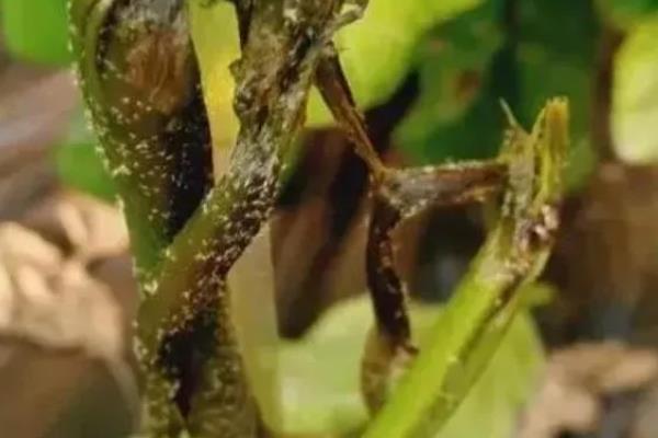 水榕为什么会烂叶，缺少光照、温度和水质不适均会导致