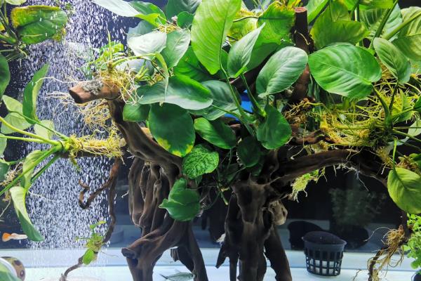 水榕为什么会烂叶，缺少光照、温度和水质不适均会导致