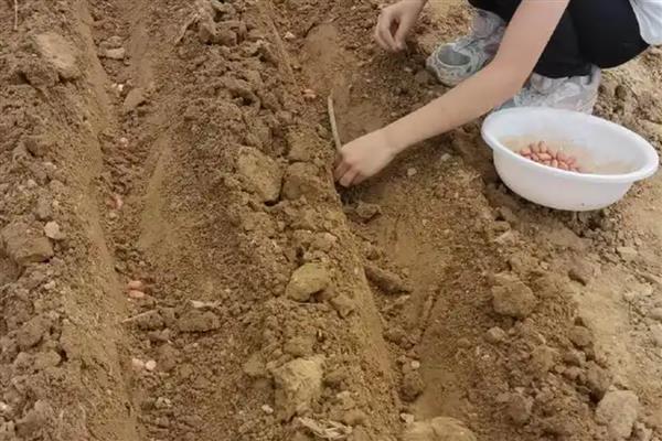 种一亩花生的用种量，小粒品种通常为35-38斤/亩