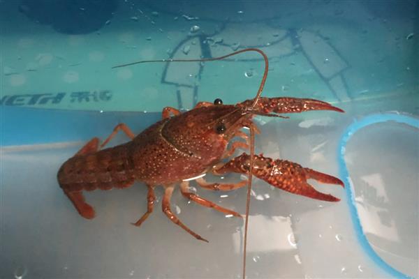 怎么家养小龙虾，可以喂食鲜鱼等动物性饵料