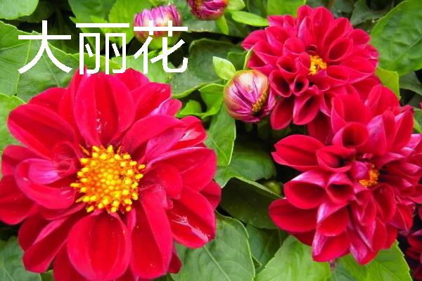 哪些宿根花卉的花期较长，常见大丽花、美人蕉、风铃草等品种