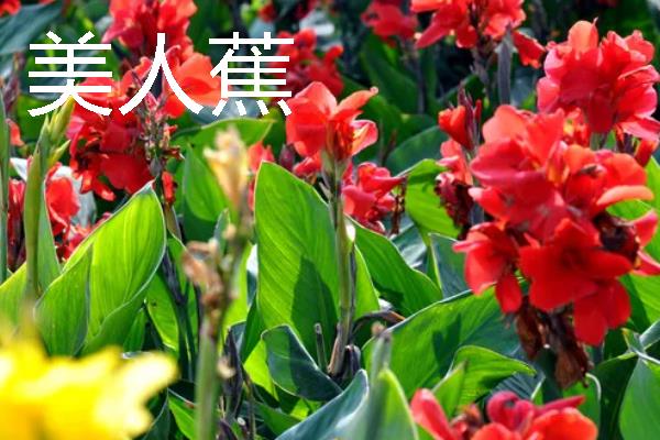 哪些宿根花卉的花期较长，常见大丽花、美人蕉、风铃草等品种