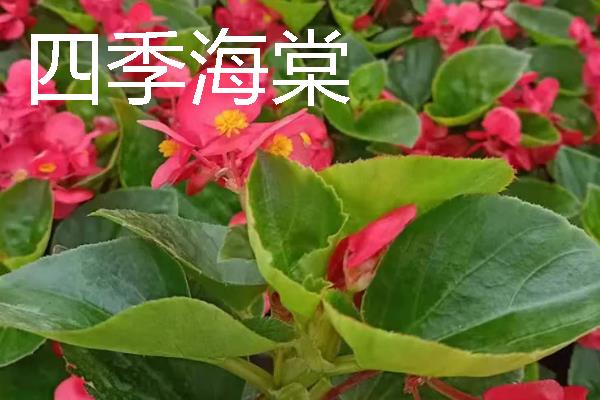 哪些宿根花卉的花期较长，常见大丽花、美人蕉、风铃草等品种