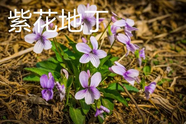 哪些宿根花卉的花期较长，常见大丽花、美人蕉、风铃草等品种