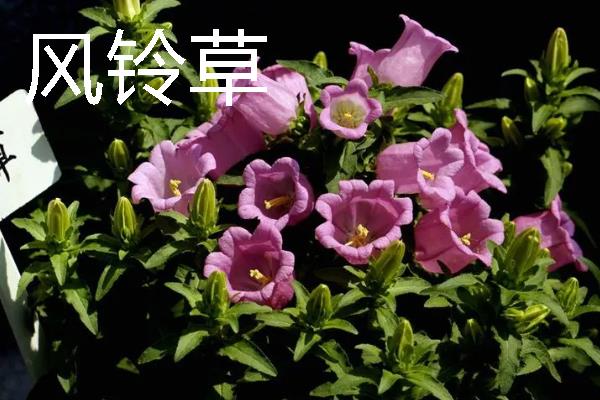 哪些宿根花卉的花期较长，常见大丽花、美人蕉、风铃草等品种