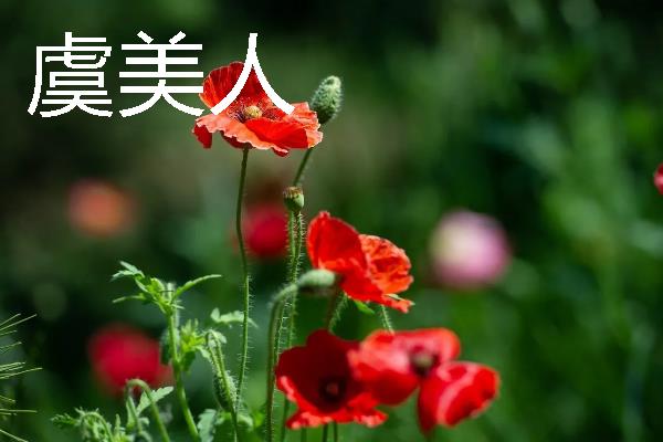 哪些宿根花卉的花期较长，常见大丽花、美人蕉、风铃草等品种