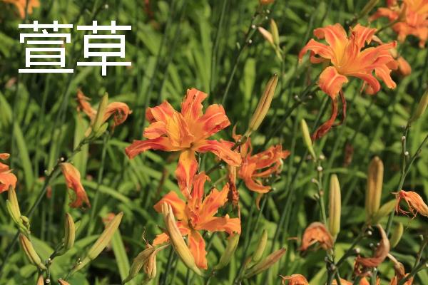 哪些宿根花卉的花期较长，常见大丽花、美人蕉、风铃草等品种
