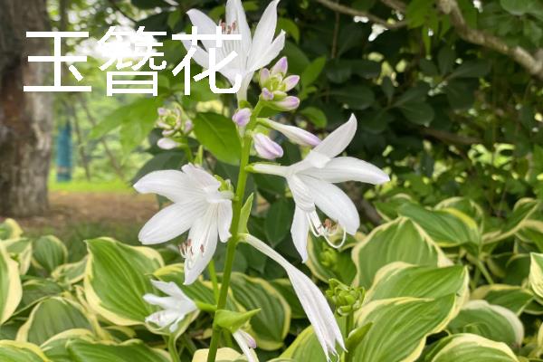 哪些宿根花卉的花期较长，常见大丽花、美人蕉、风铃草等品种