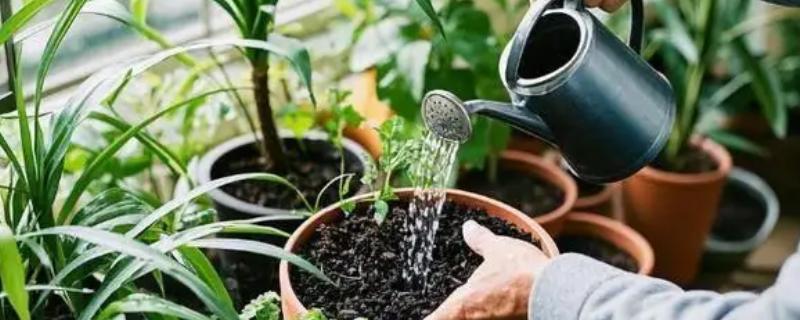 营养液和水的比例，适合按1：300或1：500的比例兑水