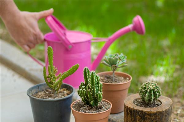 营养液和水的比例,适合按1:300或1:500的比例兑水