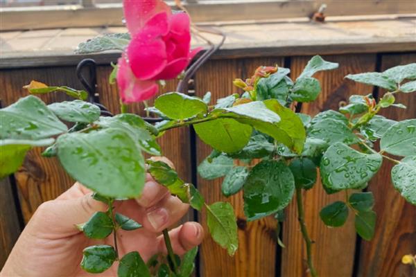 营养液和水的比例,适合按1:300或1:500的比例兑水