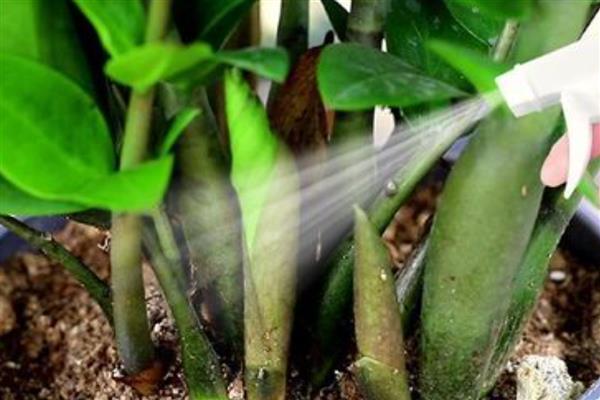 营养液和水的比例,适合按1:300或1:500的比例兑水