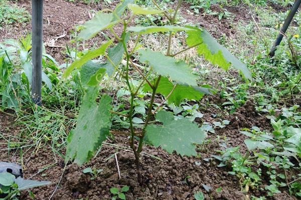 种植葡萄的方法，前期追施尿素可让植株旺盛生长