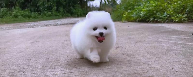 博美茶杯犬的价格，价格在几千至上万元不等