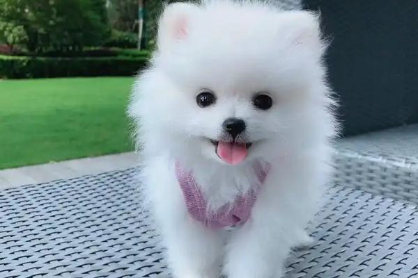 博美茶杯犬的价格，价格在几千至上万元不等