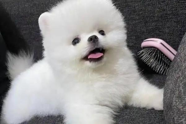 博美茶杯犬的价格，价格在几千至上万元不等