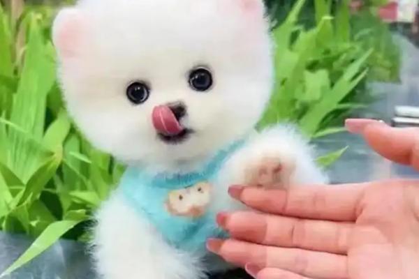 博美茶杯犬的价格，价格在几千至上万元不等