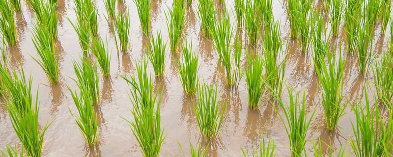 南方地区怎么种植水稻，移栽前亩施尿素4-5公斤