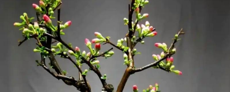 海棠老桩的发芽时间，在春季和清明时节发芽
