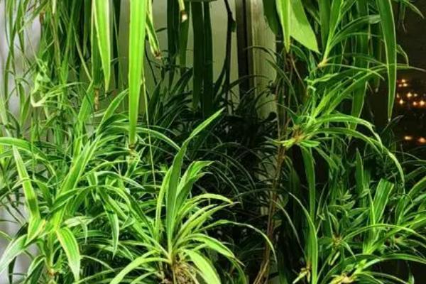 养殖吊兰要注意什么，每隔2-3年换一次盆
