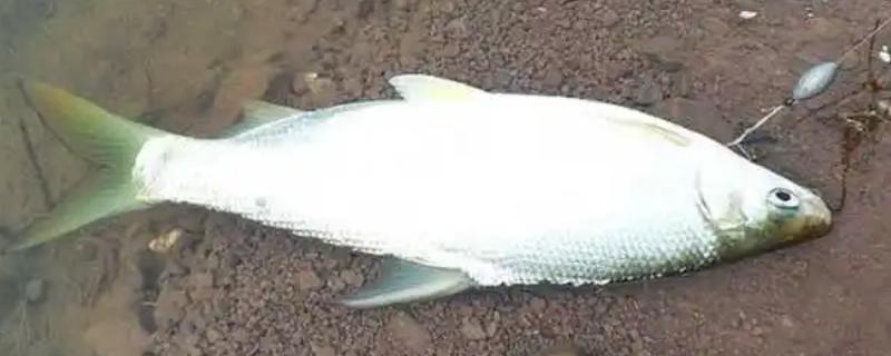 钓黄尾鱼用多长子线，通常用15-20厘米的子线