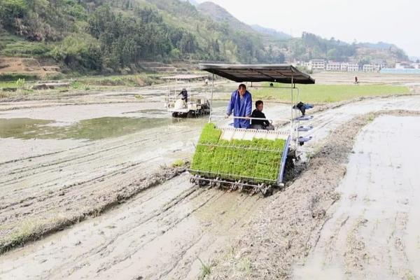 南方地区怎么种植水稻，移栽前亩施尿素4-5公斤