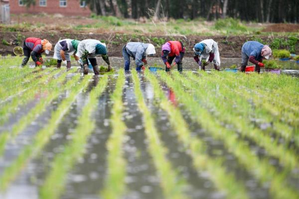 南方地区怎么种植水稻，移栽前亩施尿素4-5公斤