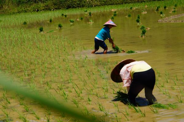南方地区怎么种植水稻，移栽前亩施尿素4-5公斤