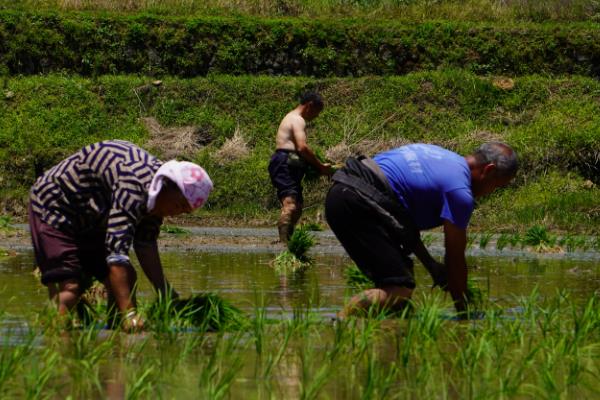 南方地区怎么种植水稻，移栽前亩施尿素4-5公斤