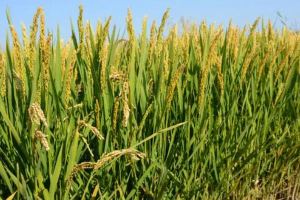 南方地区怎么种植水稻，移栽前亩施尿素4-5公斤