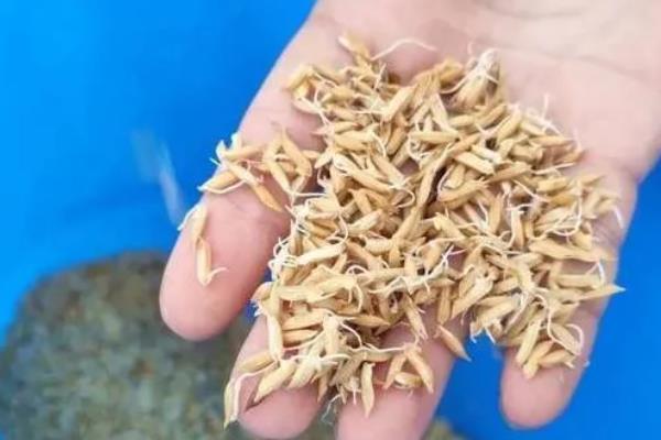 南方地区怎么种植水稻，移栽前亩施尿素4-5公斤