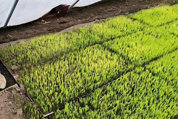 南方地区怎么种植水稻，移栽前亩施尿素4-5公斤