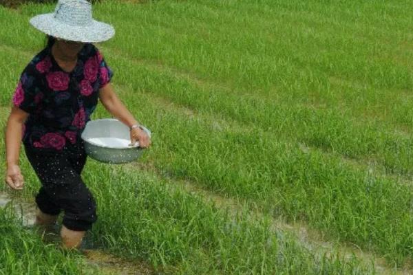 南方地区怎么种植水稻，移栽前亩施尿素4-5公斤