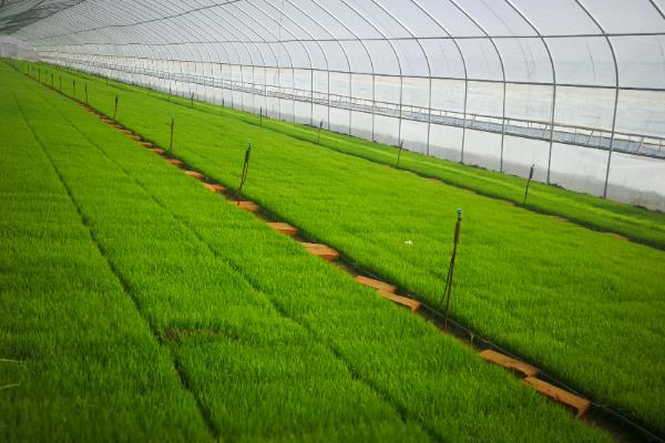 南方地区怎么种植水稻，移栽前亩施尿素4-5公斤
