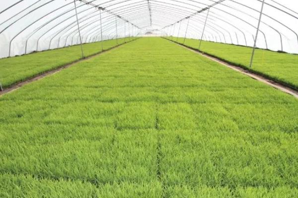 南方地区怎么种植水稻，移栽前亩施尿素4-5公斤