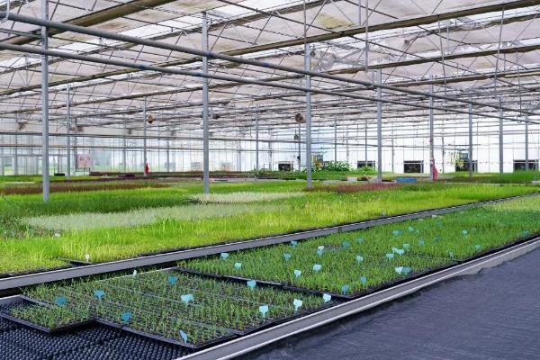 南方地区怎么种植水稻，移栽前亩施尿素4-5公斤