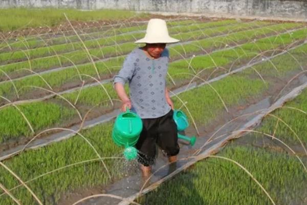 南方地区怎么种植水稻，移栽前亩施尿素4-5公斤