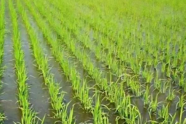 南方地区怎么种植水稻，移栽前亩施尿素4-5公斤