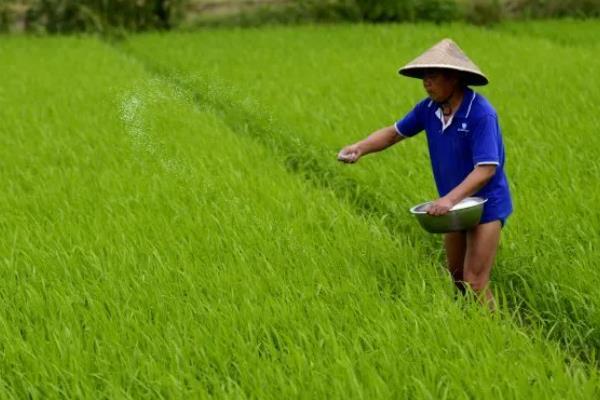 南方地区怎么种植水稻，移栽前亩施尿素4-5公斤