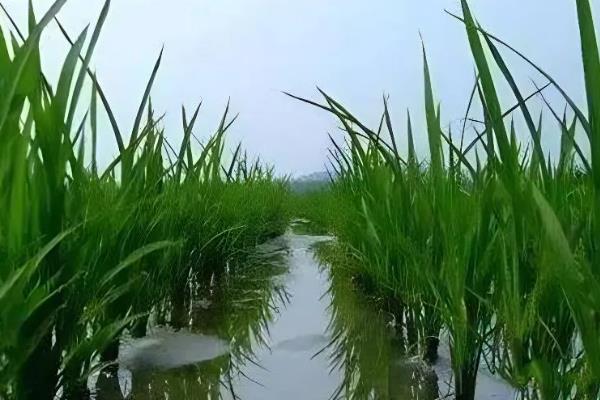南方地区怎么种植水稻，移栽前亩施尿素4-5公斤